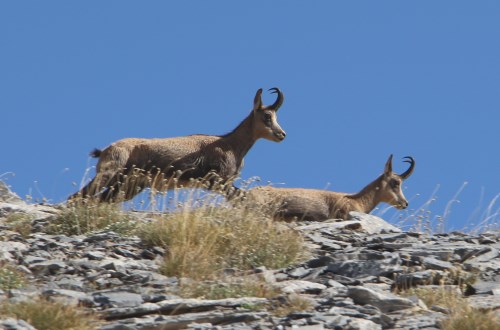 Mt
Olympus Chamois